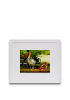 Blue Shoe Gallery “Cockerel & Hen” Framed Art by John Galvin