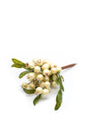 Verano Christmas Mistletoe Stem, Cream