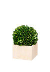 Mindy Brownes Faux Boxwood Topiary, Cream