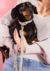 Katie Loxton Extra Small Dog Collar, Grey