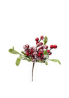 Verano Red Berry and Green Leaves with Snow