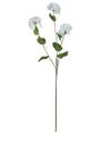 WJ Sampson Viburnum Flower Stem