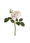 WJ Sampson White Short Stem Rose