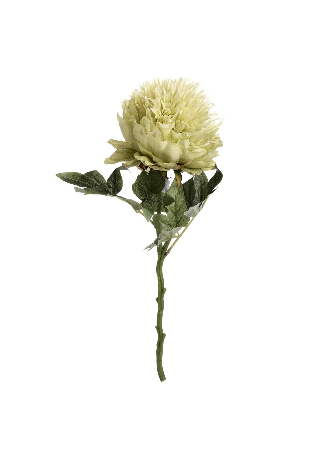 WJ Sampson Green Peony Stem