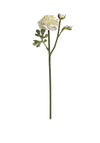 WJ Sampson Green Ranunculus Spray Stem