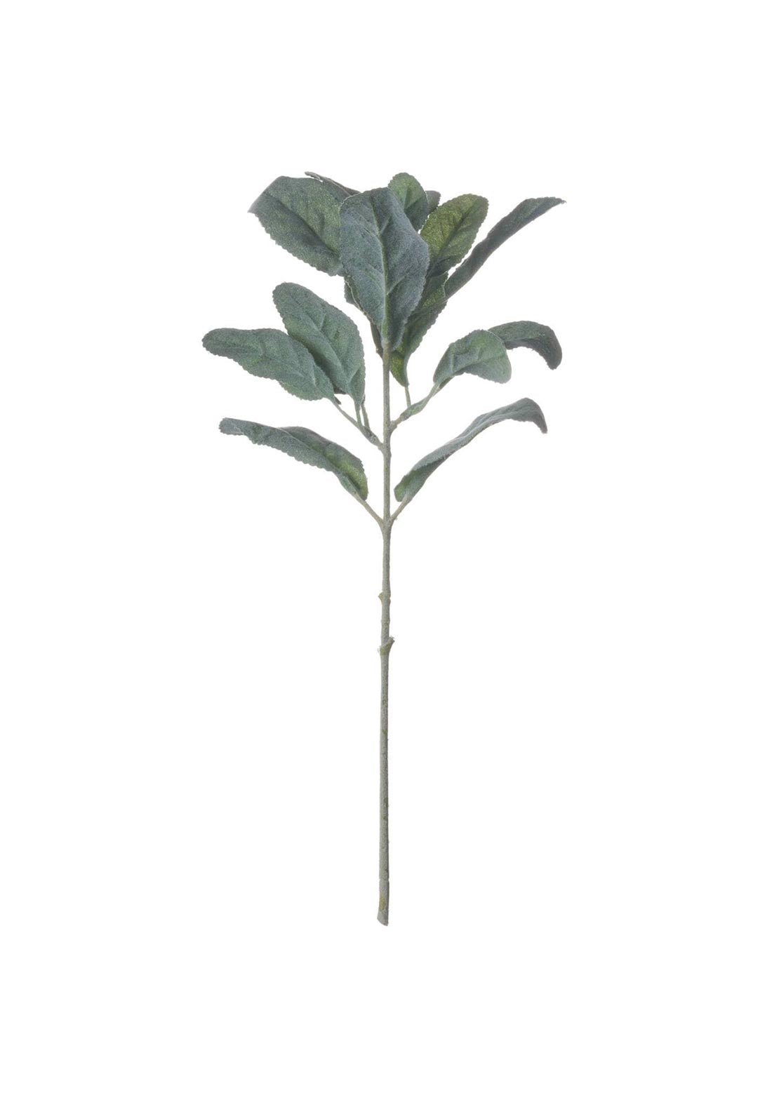 WJ Sampson Lambs Ear Spray