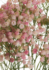 WJ Sampson Pink Babys Breath Gypsophila