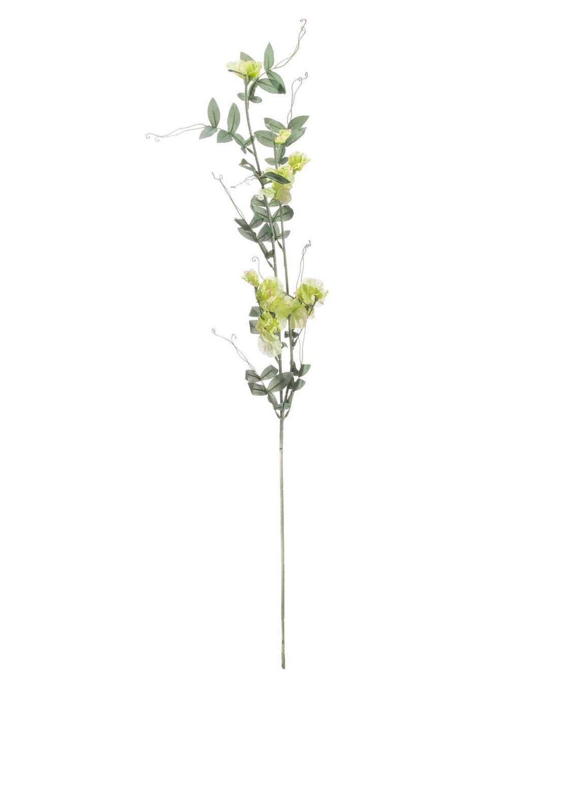 WJ Sampson Wisteria Autumn Stem
