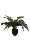 WJ Sampson Potted Boston Fern